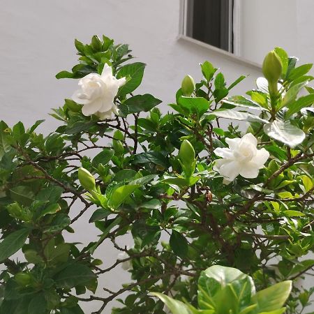 Appartamento Η Ελπίδα Και Η Γιάννα Ξεκίνησαν Ένα Χώρο Cute Volos Esterno foto