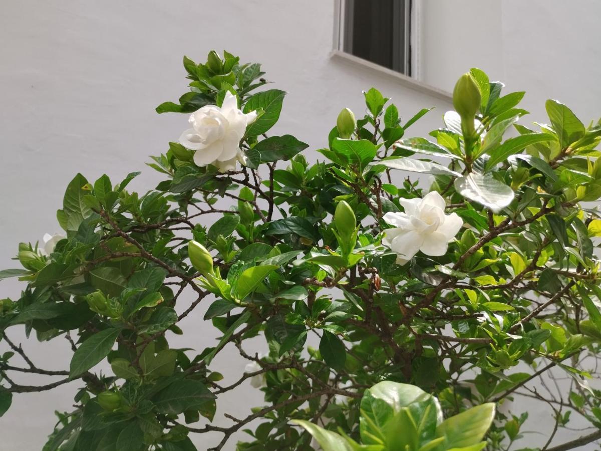 Appartamento Η Ελπίδα Και Η Γιάννα Ξεκίνησαν Ένα Χώρο Cute Volos Esterno foto